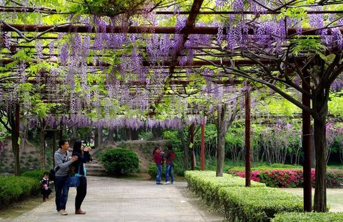 种植紫藤， 要等好久才嫩开花呢