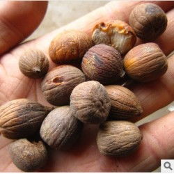 夏橡树种的价格是啥样子的？咋堪种子好不好呢？