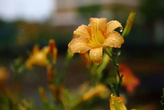 2. 红色海盗萱草