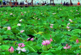 室外水养荷花冬季管理入门
