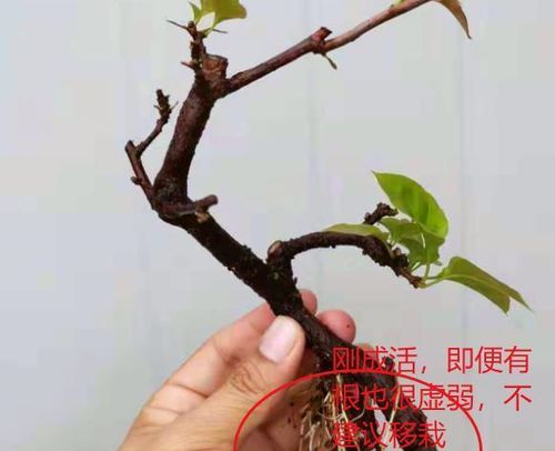 三角梅插枝要怎么操作才能成功存活