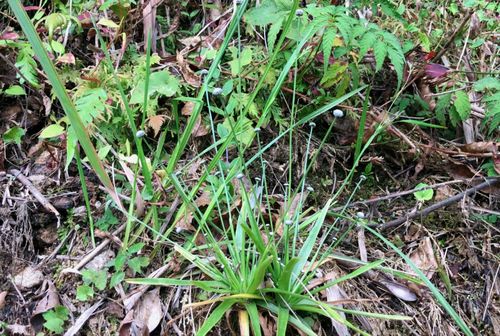 黄花菜种植的痛与痒