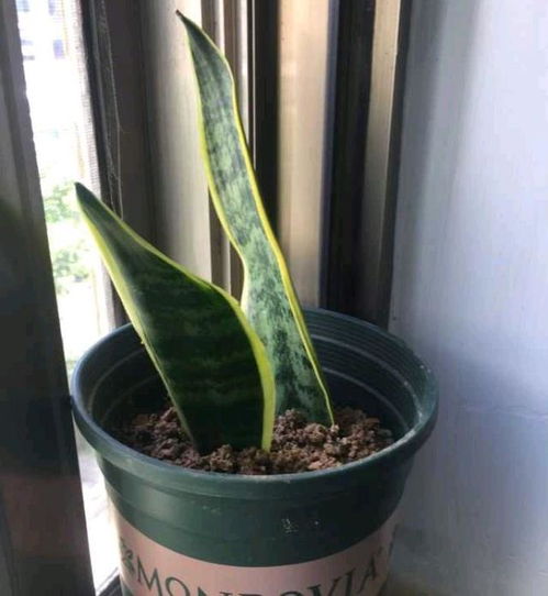 白鹤芋烂根了怎么办？如何挽救