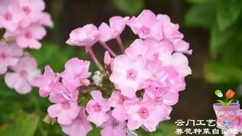 北方室外喜阴花卉大全里有哪些适合在寒冷气候下生长的阴生花卉推荐