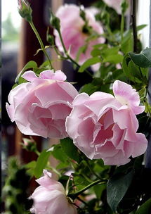 苗的土的重要性