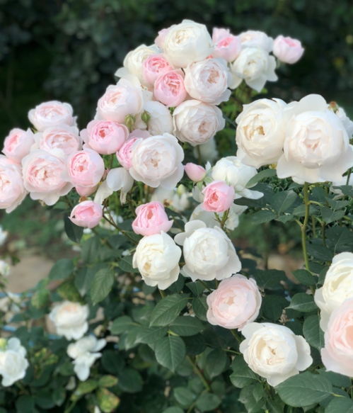 美咲月季：灌木月季，传统玫瑰香