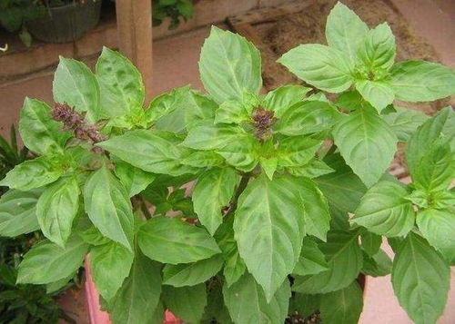 罗勒开花后怎么收种子？如何确保种子质量