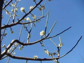 紫藤树苗修剪的小贴士