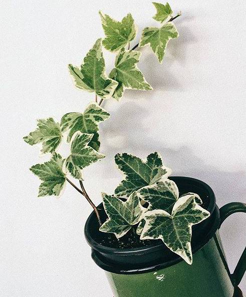 水培耐寒植物有哪些？盘点五种好养的水培植物