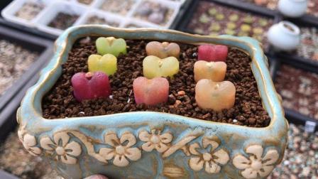 认识彩虹糖， 区分它和紫乐