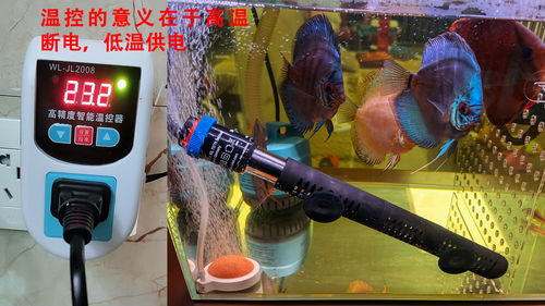 冬天鱼缸加热棒如何合理使用以实现节能省电？