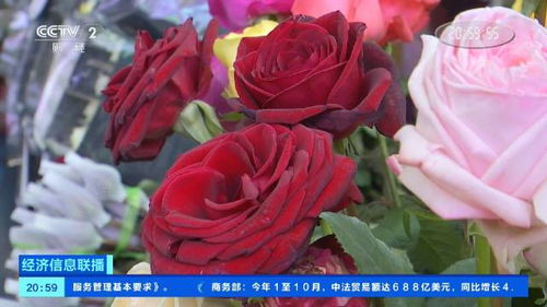 2025年云南玫瑰花的价格探秘