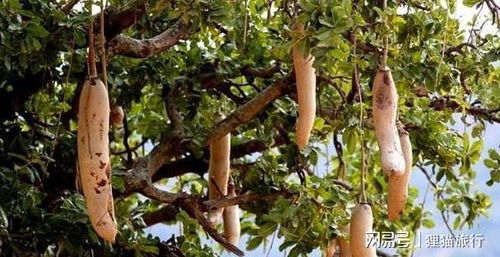 皂角种子的特殊处理