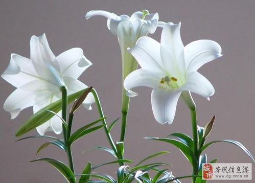百合花有毒吗？家里有小孩能养百合吗