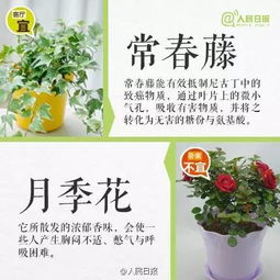 植物墙养护的小窍门， 保证绿色活力长存