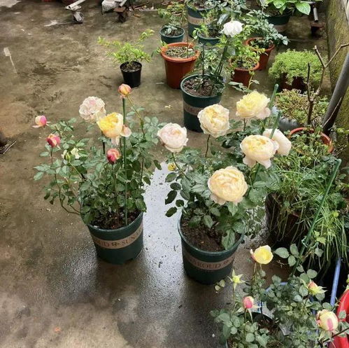 阳光与雨水的双重奏