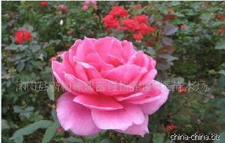 价格与购买：各种规格任你选