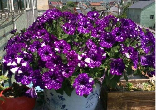 6月浇水、 转盆、检查、喷肥、摘残花的时间表