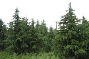 第三步：放土球， 土要盖严实