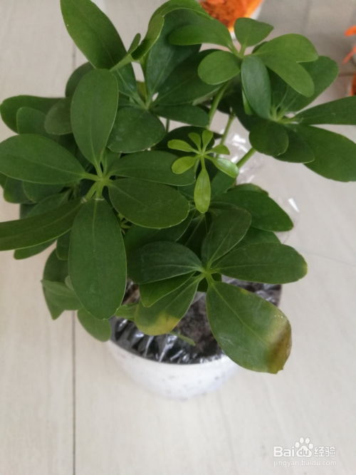 揭秘鹅掌柴的养殖秘诀：为何不宜在家中养殖？