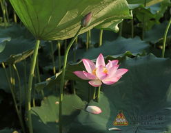 荷花发芽的温度之谜