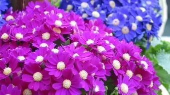 南方的花海：多样的品种等你来赏