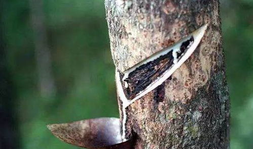 树脂油的价格波动