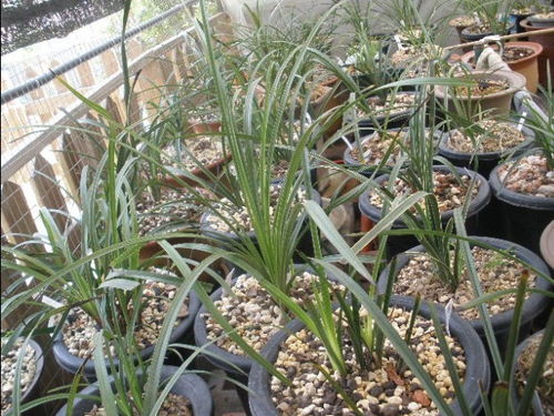 惠兰的生长习性， 养护要点全解析