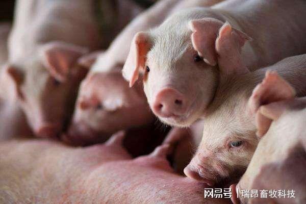 探讨养猪大户种养结合的农业养殖模式