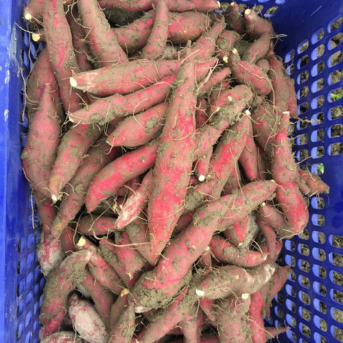 挑选红薯品种，了解各品种特点至关重要