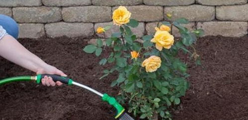 定植地点的选择