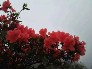 正月映山红怎么种？如何让花开得更艳