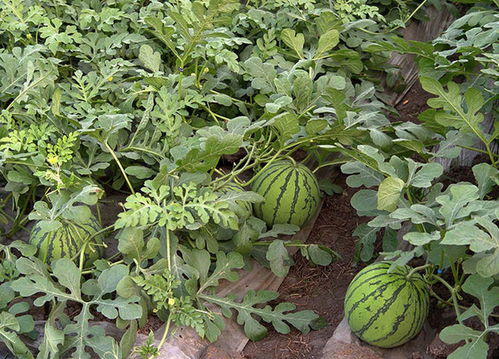 裂瓜，这可怎么办啊！