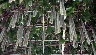 紫藤后来啊是什么样的？