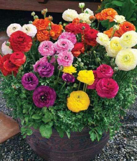 室内花卉养殖，如何让花朵绽放更艳丽