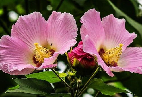 芙蓉花浇水方法，如何正确把握浇水量和频率