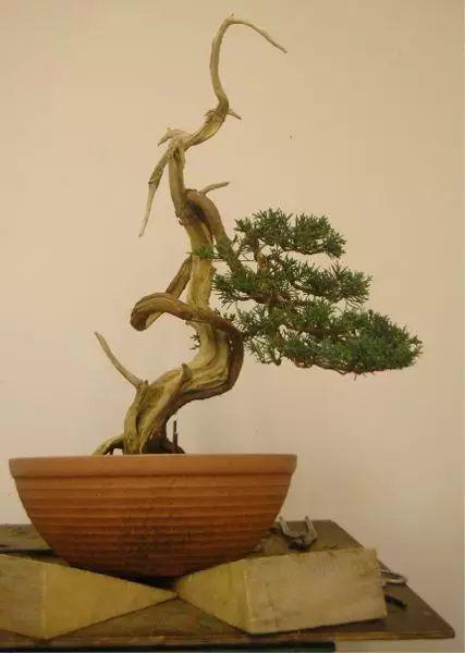 树干雕饰，让枯木重焕生机