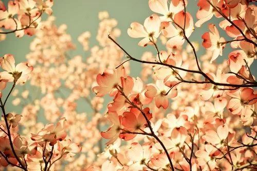 爱之花，心语何人知