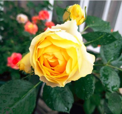 与金丝雀、 阳光笑容的对比