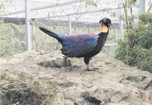 四川峨眉山地区有漂亮的野鸡标本，为我国特有珍稀鸟类