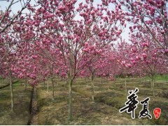 病虫害防治， 不Neng大意