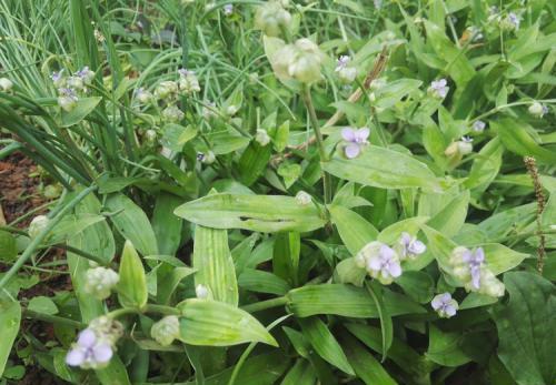 遇见油菜相似小草， 探秘民间别称