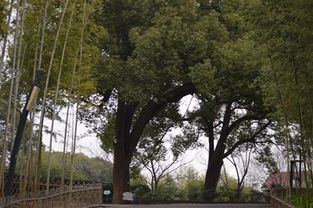 辰山植物园的实践， 陈种子焕发生机