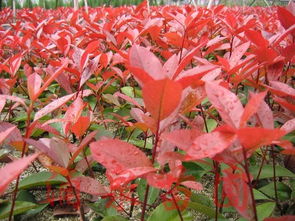 江西九江， 优质高杆红叶石楠，直销支持批发