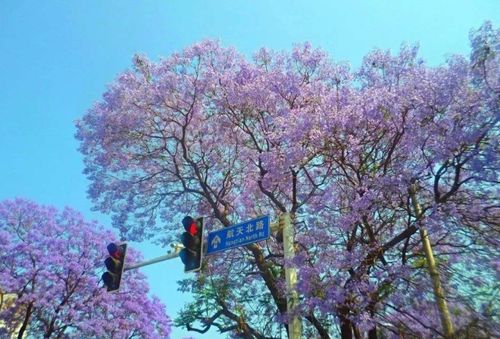 四川蓝花楹批发基地在哪？这份直销清单