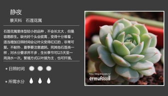 多肉品种大全：新手必看的常见多肉图鉴