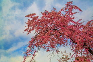 樱花绽放，浪漫满溢，春日花语，心动启程！