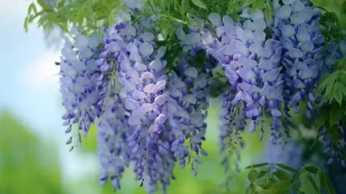 紫藤高效栽培与催花技巧：养殖专家的独家秘诀，助您花开如海！