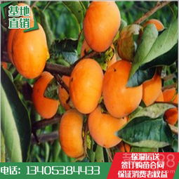 甜柿子树苗选什么品种好？新手也能种吗