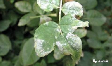 月季叶子掉落处理方法